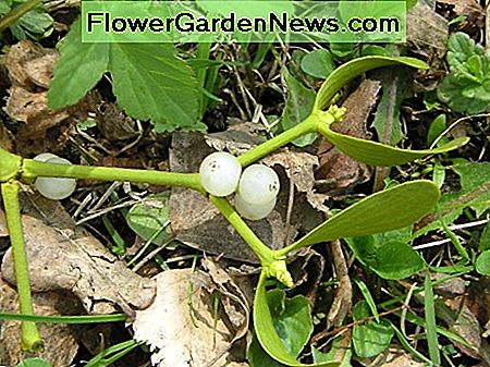Mistel Mistletoe