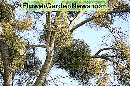 Mistelzweig in einem Baum Mistletoe in a tree