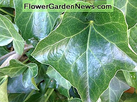 Englischer Efeu, der drauĂen wĂ€chst English ivy growing outside
