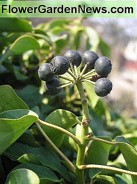 Beeren des englischen Efeus Berries of English ivy