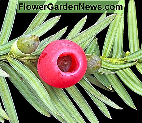 Die europÀische Eibe oder Taxus baccata - reife und unreife Kegel The European yew, or Taxus baccata - mature and immature cones