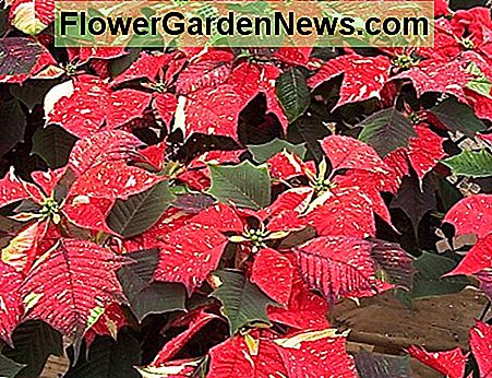 Eine marmorierte Weihnachtsstern A marbled poinsettia