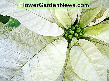 Eine weiĂe Weihnachtsstern A white poinsettia