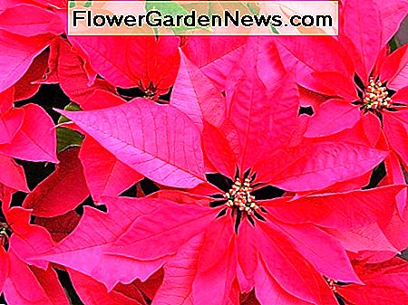 Poinsettia ist eine Pflanze, die einst als sehr giftig galt, heute aber als nicht giftig oder nur leicht giftig eingestuft wird. Poinsettia is a plant that was once considered to be very poisonous but is now classified as non-toxic or only mildly toxic.