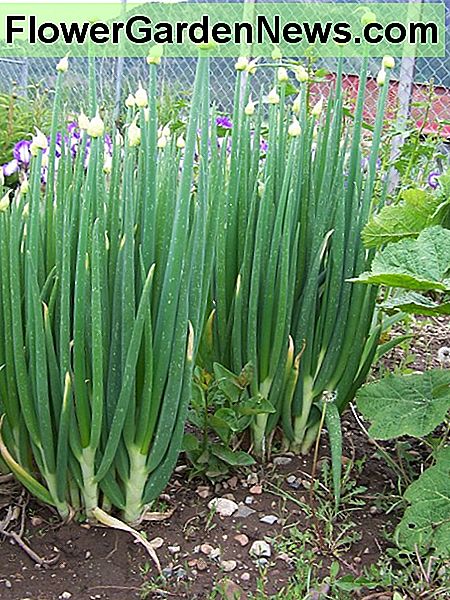 Ägyptische Zwiebeln breiteten sich aus den Wurzeln aus. Egyptian onions spread from the roots, in a bunching manner.