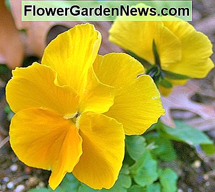 Crystal Bowl, Dynamite und Ultima gehören zu den Stiefmütterchen-Hybriden, die große Blüten produzieren. Crystal Bowl, Dynamite & Ultima are among the series of pansy hybrids that produce large flowers.