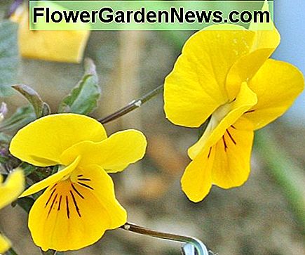 Diese halbschwänzige Stiefmütterchen-Hybride hat verhakende Stiele und relativ kleine Blüten. This semi-trailing pansy hybrid has hooking stems & relatively small flowers.