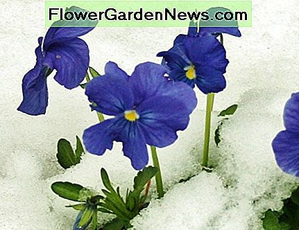 Hardy Stiefmütterchen werden blühen, auch wenn auf dem Boden Schnee liegt. Hardy pansies will bloom, even when there's snow on the ground.