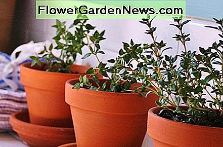 Omdat kleipotten geen water vasthouden, waardoor een goede afwatering mogelijk is, groeien veel kruiden er goed in. Because clay pots don't hold water, allowing good drainage, many herbs grow well in them.