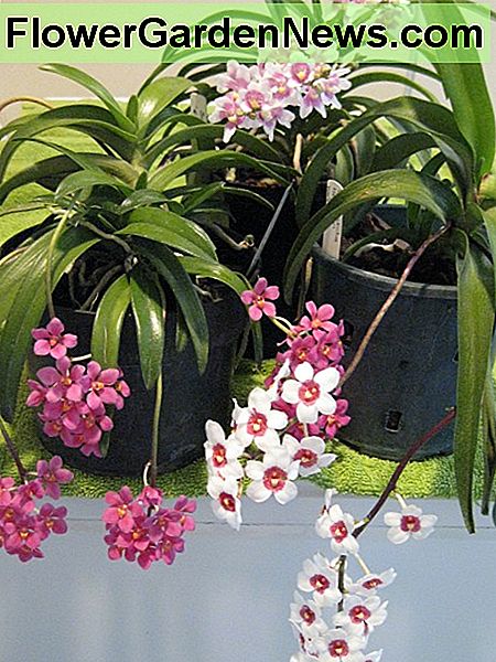 Eine Auswahl von Sarcochilus Orchideen A selection of Sarcochilus orchids