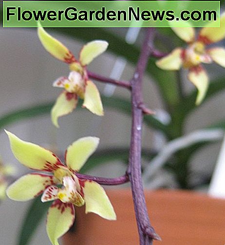 Plectochilus, dritter Preisträger bei der Sarcochilus Show 2011 in Taradale, Napier. Plectochilus, third prize winner at the 2011 Sarcochilus Show in Taradale, Napier.