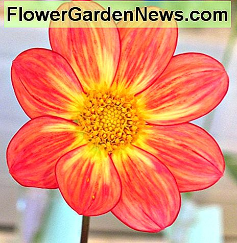 ดอกดาเลียทอง Apopa An Apopa gold dahlia.