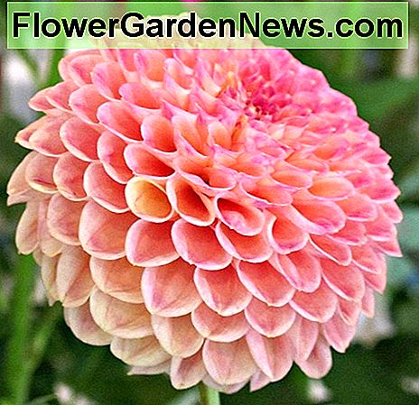 ดอกดาเลีย Dnoi Snoho Doris Snoho Doris dahlia