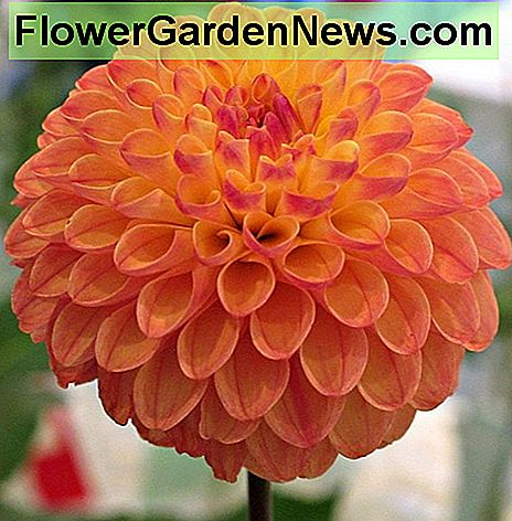 กวางสีม่วง Clearview Clearview butterscotch dahlia