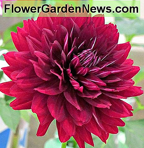 Hollyhill dahlia แม่ม่ายดำ Hollyhill black widow dahlia
