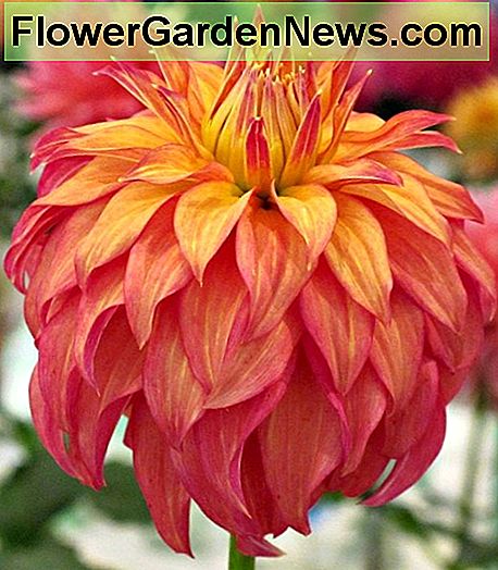 Bloomquist Dahlia ฟักทอง Bloomquist pumpkin dahlia