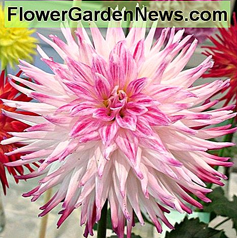 Sorbet dahlia Sorbet dahlia