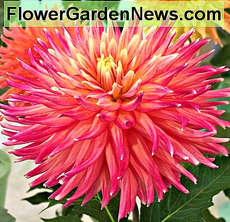 AC cougar dahlia AC cougar dahlia