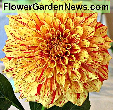 นกกระเรียน Gloriosa ของ Connell Connell's gloriosa dahlia