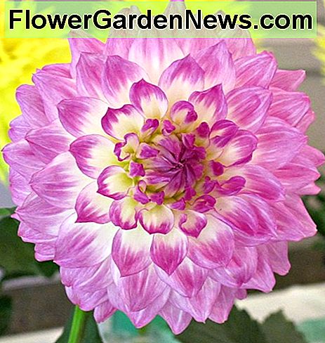 รุ่งอรุณ dallia เมษายน April dawn dahlia