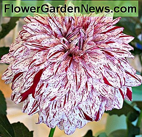 dalia เลดี้ Bristol Bristol fleck dahlia