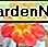 ดอกดาเลียทอง Apopa An Apopa gold dahlia.