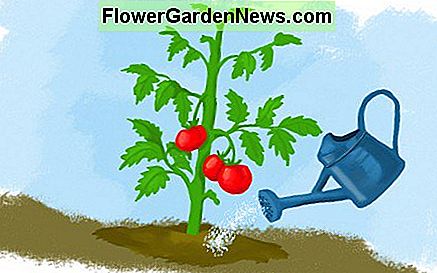 เสมอต้นมะเขือเทศของคุณที่ฐานไม่จากด้านบน Always water your tomato plants at the base, not from the top.