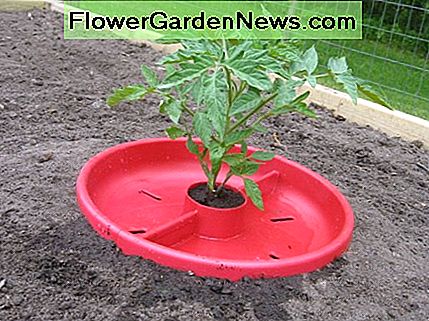 หลุมมะเขือเทศช่วยให้มีการรดน้ำมะเขือเทศ Tomato Craters help with watering tomatoes