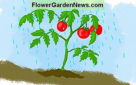 น้ำฝนเป็นแหล่งน้ำที่ดีที่สุดสำหรับพืชมะเขือเทศของคุณ Rainwater is the best source of water for your tomato plants.