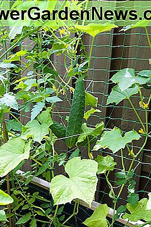 Deze komkommers zullen gemakkelijk te oogsten zijn. Loop gewoon langs het hek en kies. These cucumbers will be easy to harvest. Just walk along the fence and pick.