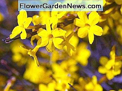 De winterjasmijn is een Chinese plant, in 1844 geĆÆntroduceerd door Robert Fortune. Het is een echt winterharde jasmijn en niet zo sterk geurende als de gewone witte jasmijn. The winter jasmine is a Chinese plant, introduced in 1844 by Robert Fortune. It is a truly hardy jasmine, and not as heavily scented as the common white jasmine.