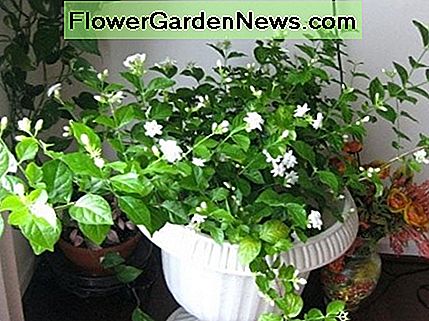 Dit is een Arabische jasmijnplant in een container. Ondanks zijn Engelse naam is Jasminum sambac oorspronkelijk niet afkomstig uit Arabiƫ. Deze plant houdt van optimale hoeveelheden vocht. This is an Arabian jasmine plant in a container. Despite its English common name, Jasminum sambac is not originally native to Arabia. This plant loves optimum amounts of humidity.