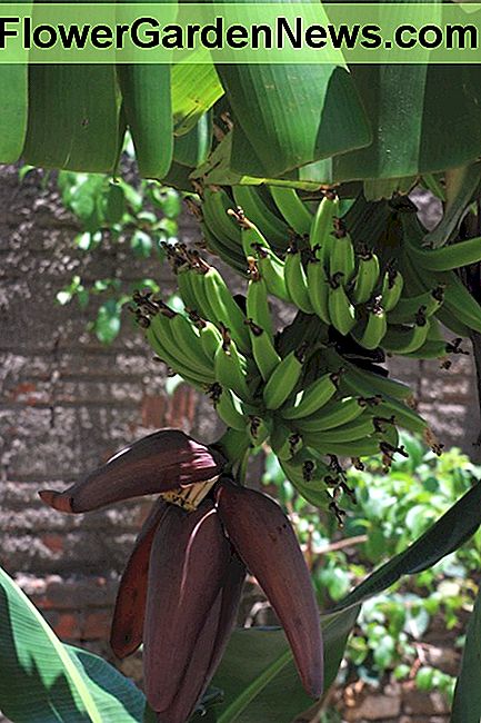 Een bos van groene bananen met bloem A bunch of green bananas with flower