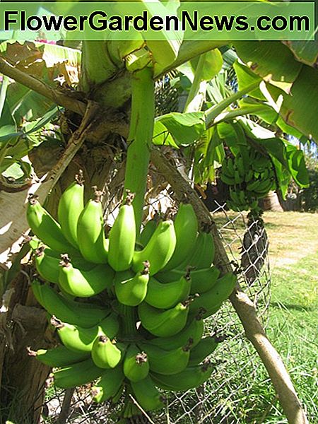 Ondersteunende rijpende bananen Supporting ripening bananas