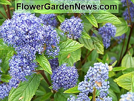 แคลิฟอร์เนียสีม่วง (Ceanothus arboreus) trewithen สีฟ้าซึ่งเป็นหนึ่งใน 60 + สายพันธุ์ของการบำรุงรักษาต่ำนี้พืชป่าดิบ California lilac (Ceanothus arboreus) trewithen blue, one of the 60+ species of this low-maintenance, evergreen plant.