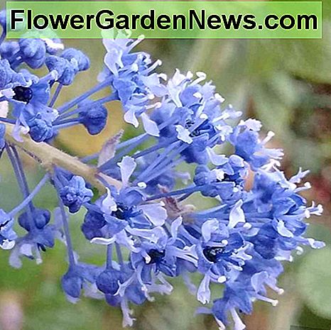 มุมมองที่ใกล้ชิดของม่วง lilac แคลิฟอร์เนีย trewithen A close-up view of the trewithen blue california lilac.