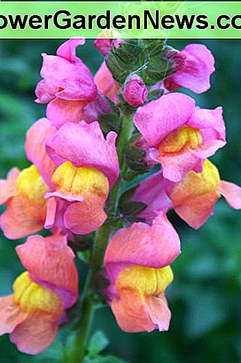 Snapdragons können Ihrem Schattengarten eine Vielzahl von Farben hinzufügen. Snapdragons can add a variety of colors to your shade garden.