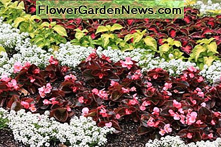 Begonien, Alyssum und Coleus sind schön, wenn sie zusammen in einem schattigen Garten kombiniert werden. Begonias, Alyssum, and Coleus are beautiful when combined together in a shady garden.