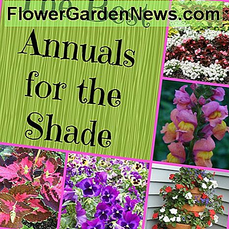 Die besten Einjährigen für schattige Gärten The best annuals for shady gardens