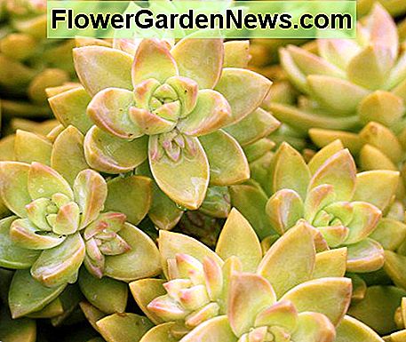 Gouden sedum Golden sedum