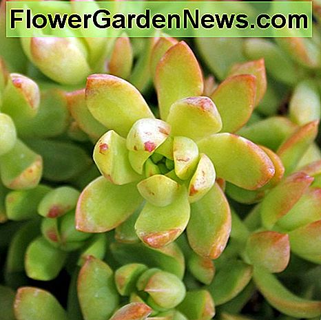Golden glow sedum (sedum adolphii) Golden glow sedum (sedum adolphii)