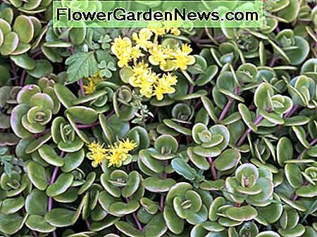 Dit is een Chinese variëteit, genaamd sedum tetractinum. This is a Chinese variety, called sedum tetractinum.