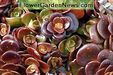 Sedum toendra tornado Sedum tundra tornado