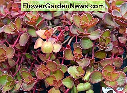 Red carpet sedum Red carpet sedum