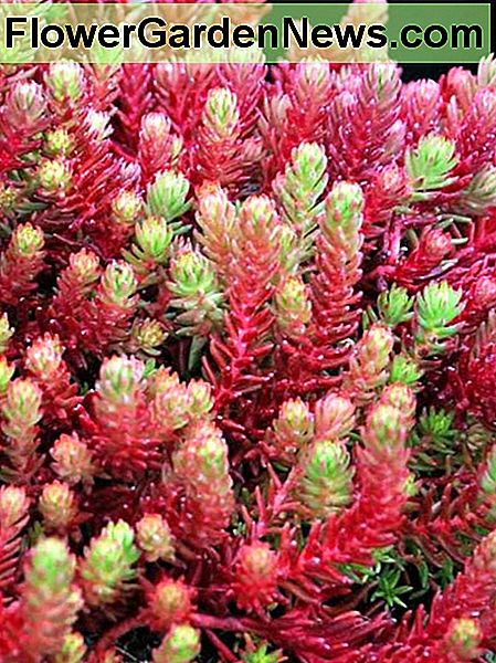 Sedum rood wiebelt Sedum red wiggle