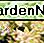 Gouden sedum Golden sedum