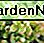 Golden glow sedum (sedum adolphii) Golden glow sedum (sedum adolphii)