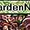 Sedum toendra tornado Sedum tundra tornado