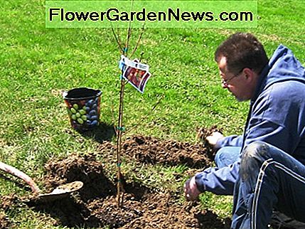 JJ pflanzt einen Bestäuber Pfirsichbaum. JJ plants a pollinator peach tree.