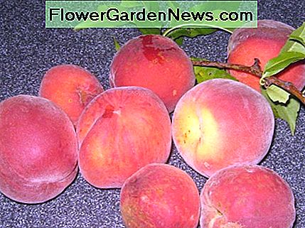 Es ist eine gute Ernte in diesem Jahr! It's a good crop this year!